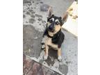 Adopt Chima a Black - with Tan, Yellow or Fawn German Shepherd Dog / Husky /