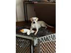 Adopt Willow a White Labrador Retriever / Mixed dog in Austin, TX (41312331)