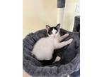 Adopt Muffin a White (Mostly) Domestic Shorthair / Mixed cat in Boca Raton
