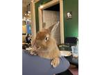 Adopt Kirros a Orange Lionhead / Mixed (medium coat) rabbit in Latrobe