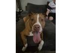 Adopt Shane a Tan/Yellow/Fawn - with White Staffordshire Bull Terrier / American