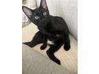Adopt Bear a Black (Mostly) Domestic Shorthair / Mixed (short coat) cat in
