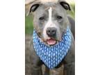 Adopt Spaghetti a Gray/Blue/Silver/Salt & Pepper American Pit Bull Terrier /