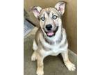 Adopt Tanya a Merle Shepherd (Unknown Type) / Husky / Mixed (short coat) dog in