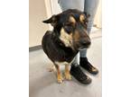 Adopt Nursing 6 puppies a Black German Shepherd Dog / Mixed dog in Los Lunas