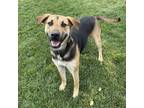 Adopt Todd a Black - with Tan, Yellow or Fawn German Shepherd Dog / Mixed Breed