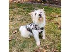 Adopt Walter a Tan/Yellow/Fawn Terrier (Unknown Type, Medium) dog in Lathrop