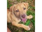 Adopt Bianca a Tan/Yellow/Fawn Hound (Unknown Type) / Mixed dog in Lihue