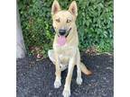 Adopt Maverick a Tan/Yellow/Fawn German Shepherd Dog / Husky dog in Lathrop