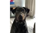 Adopt Dexter a Black Labrador Retriever / Mixed dog in Deerfield Beach