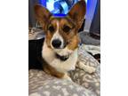 Adopt Millie a Black - with Tan, Yellow or Fawn Corgi / Mixed dog in