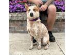 Adopt Waylon a Merle Australian Cattle Dog / Mixed dog in Lathrop, CA (41103105)