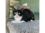 Adopt Paulina a Domestic Shorthair cat in Lathrop, CA (41151357)