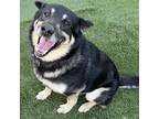 Adopt Arthur a Black - with Tan, Yellow or Fawn Australian Shepherd / Mixed dog