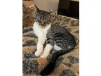 Adopt Mira a Spotted Tabby/Leopard Spotted Domestic Shorthair / Mixed (short