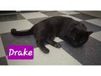 Adopt Drake a All Black Domestic Shorthair / Mixed (short coat) cat in Perry