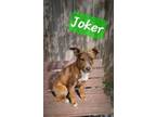 Adopt Joker a Brindle Boxer / Dachshund / Mixed dog in Perry, GA (41312061)
