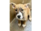 Adopt Cher a Tan/Yellow/Fawn American Pit Bull Terrier / Mixed Breed (Medium) /