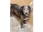 Adopt Texas a Gray/Blue/Silver/Salt & Pepper Labrador Retriever / Mixed dog in