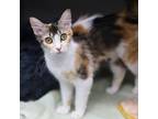 Adopt Anastasia a Orange or Red Domestic Shorthair / Domestic Shorthair / Mixed