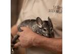 Adopt Lilly a Silver or Gray Chinchilla small animal in Sunnyvale, CA (40890930)