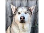 Adopt Rocky a Tricolor (Tan/Brown & Black & White) Siberian Husky / Mixed dog in