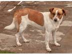Adopt Tricia a Tricolor (Tan/Brown & Black & White) Harrier / Terrier (Unknown