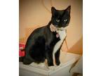 Adopt Macarooni a Black & White or Tuxedo American Shorthair / Mixed (short