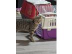 Adopt Chessie a Tan or Fawn Tabby Domestic Shorthair (short coat) cat in Fork