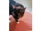 Adopt Menna a Calico or Dilute Calico Calico / Mixed (short coat) cat in