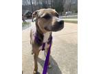 Adopt Leia a Brown/Chocolate - with White Staffordshire Bull Terrier / Mixed dog
