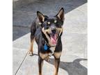 Adopt Tita a Australian Kelpie / Mixed dog in Los Angeles, CA (40969980)