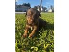 Adopt rose a Brown/Chocolate Mixed Breed (Medium) / Mixed dog in Luling