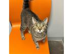Adopt Mohican a Brown or Chocolate Domestic Shorthair / Domestic Shorthair /