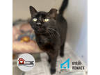 Adopt Lorax a All Black Domestic Shorthair / Domestic Shorthair / Mixed cat in