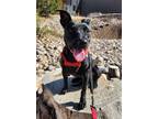 Adopt Lorelei a Black Labrador Retriever / Mixed dog in Farmington