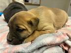 Adopt 55797744 a Tan/Yellow/Fawn Shepherd (Unknown Type) / Mixed dog in Los