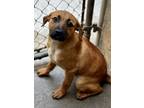 Adopt Chestnut a Tan/Yellow/Fawn Shepherd (Unknown Type) / Mixed dog in Red