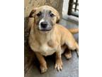 Adopt Coffee a Gray/Blue/Silver/Salt & Pepper Shepherd (Unknown Type) / Mixed