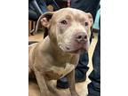 Adopt Rex a Tan/Yellow/Fawn American Pit Bull Terrier / Mixed dog in Madera