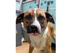 Adopt Ken a Red/Golden/Orange/Chestnut Shepherd (Unknown Type) / Mixed dog in