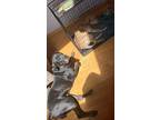 Adopt Sheba a Black Cane Corso / Mixed dog in Pleasant Prairie, WI (41311606)