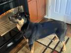 Adopt Charlie a Black - with Tan, Yellow or Fawn German Shepherd Dog /