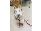 Adopt Nala - IN FOSTER a Red/Golden/Orange/Chestnut Mixed Breed (Large) / Mixed