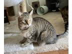 Adopt Jeeter a Tiger Striped Domestic Shorthair / Mixed (short coat) cat in