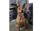 Adopt Stella a Tan/Yellow/Fawn - with White Australian Cattle Dog / Mixed dog in