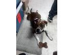 Adopt Ellie a Brindle - with White Boxer / American Staffordshire Terrier /