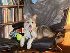 Adopt Daya a Tricolor (Tan/Brown & Black & White) Mutt / Mixed dog in Richmond