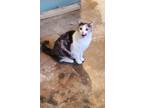Adopt Gracie a Calico or Dilute Calico Domestic Shorthair / Mixed (short coat)