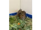 Adopt Gina a Guinea Pig small animal in Burnaby, BC (41309843)